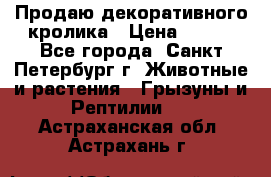 Продаю декоративного кролика › Цена ­ 500 - Все города, Санкт-Петербург г. Животные и растения » Грызуны и Рептилии   . Астраханская обл.,Астрахань г.